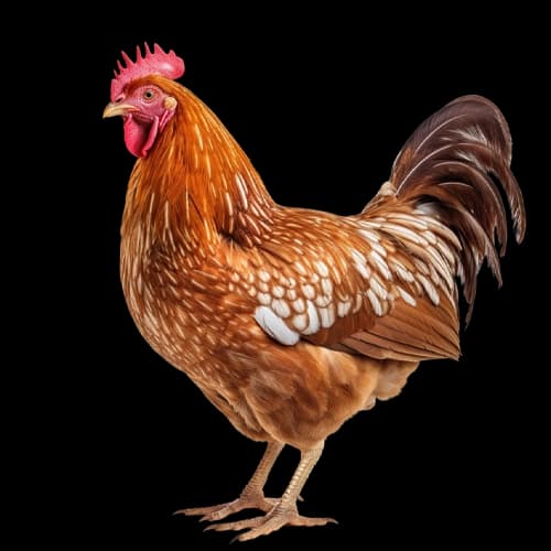 Symbol für Hühner