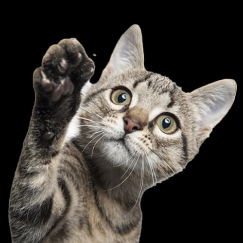 Symbol für Katzen